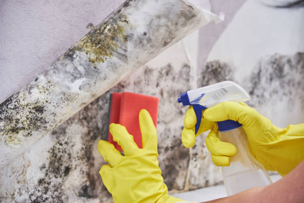 Best Mold Odor Removal Services  in USA